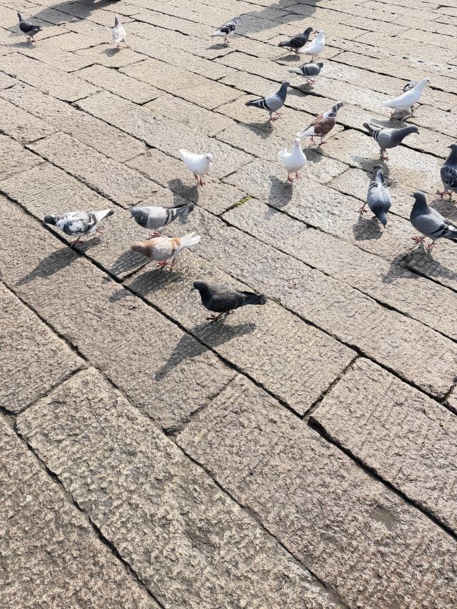 九华山圆通寺旅行图片 4