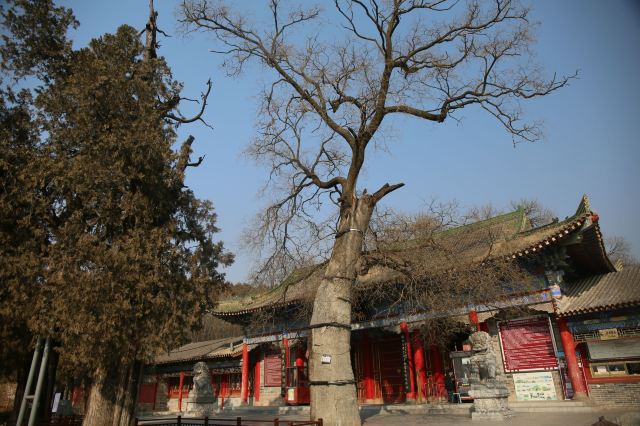 中国·周原旅行图片 1