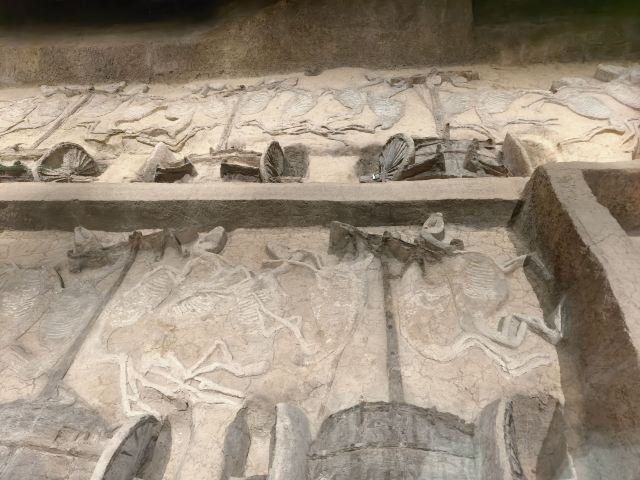 楚王车马阵景区旅行图片 1