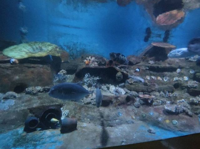 秦皇岛新澳海底世界旅行图片 3