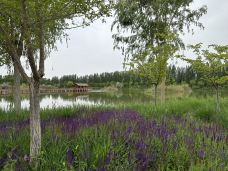 阿克苏多浪河国家湿地公园-阿克苏市-gdzhcyf6898