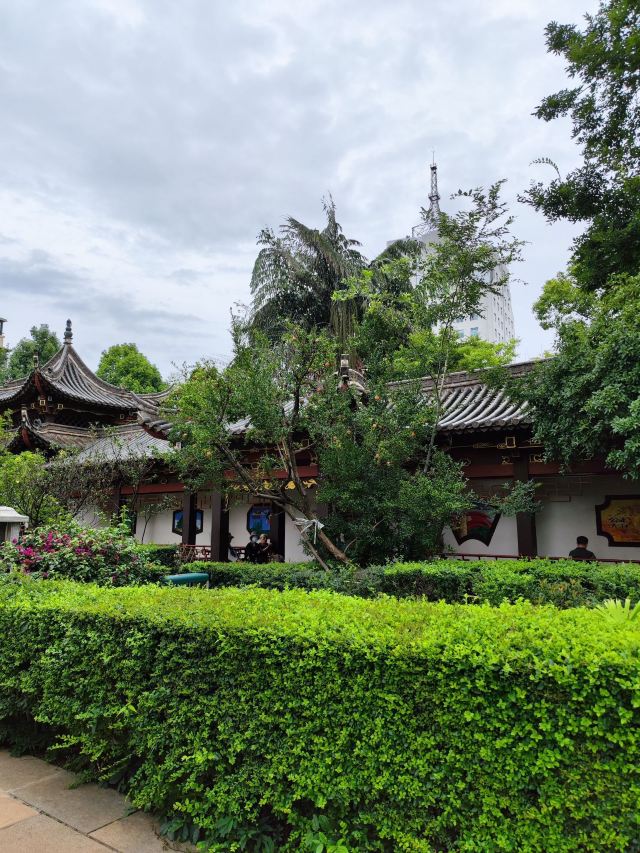 东寺塔茶花园旅行图片 3