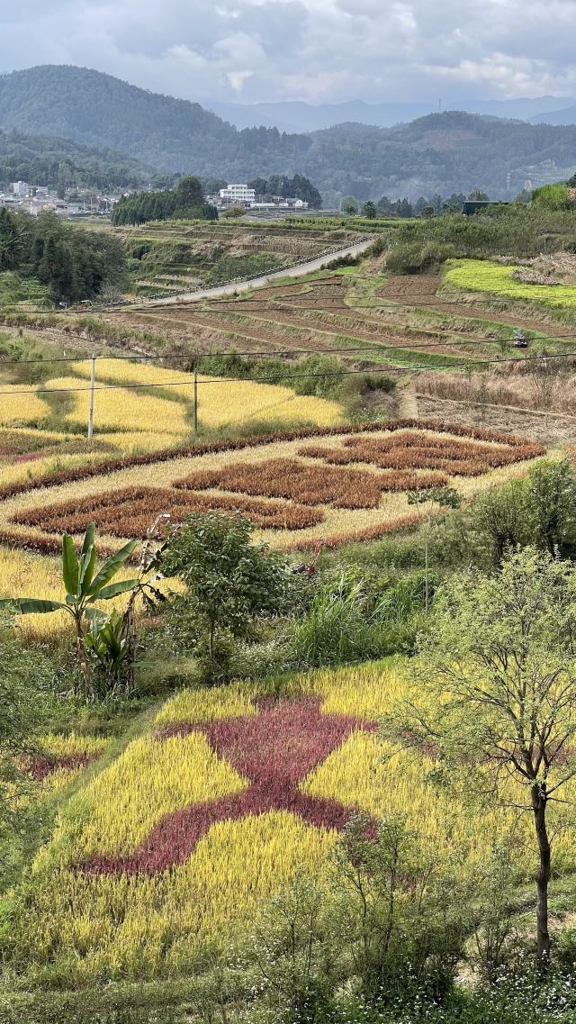 司莫拉佤族村-游览车乘坐区旅行图片 3