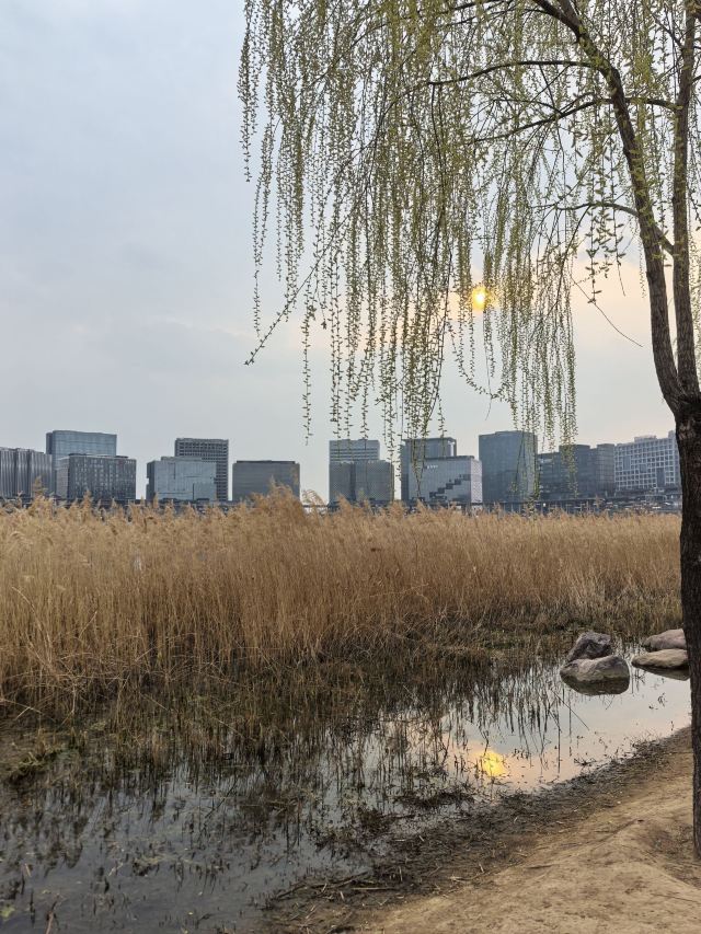 龙湖金融岛-东北广场旅行图片 5