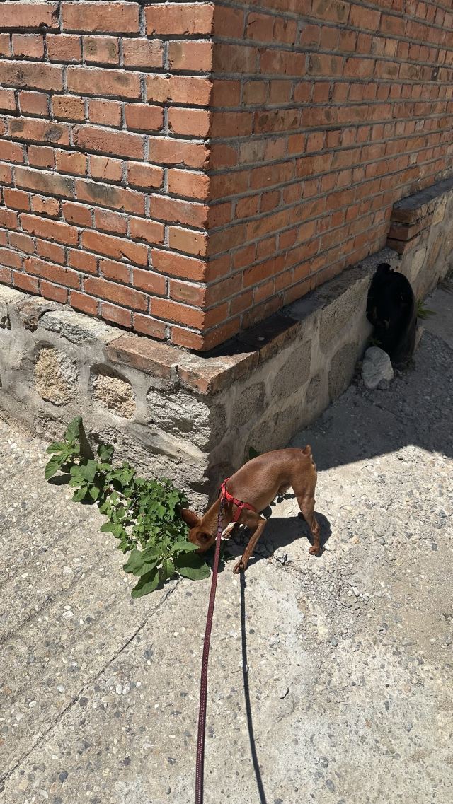 翠华山自然风景区旅行图片 10