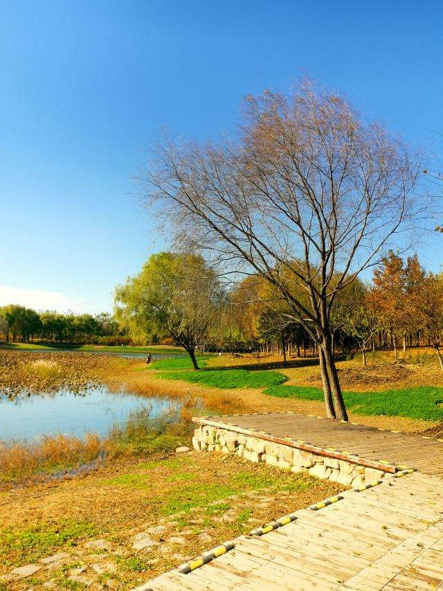 昌平新城滨河森林公园(沙河)旅行图片 4