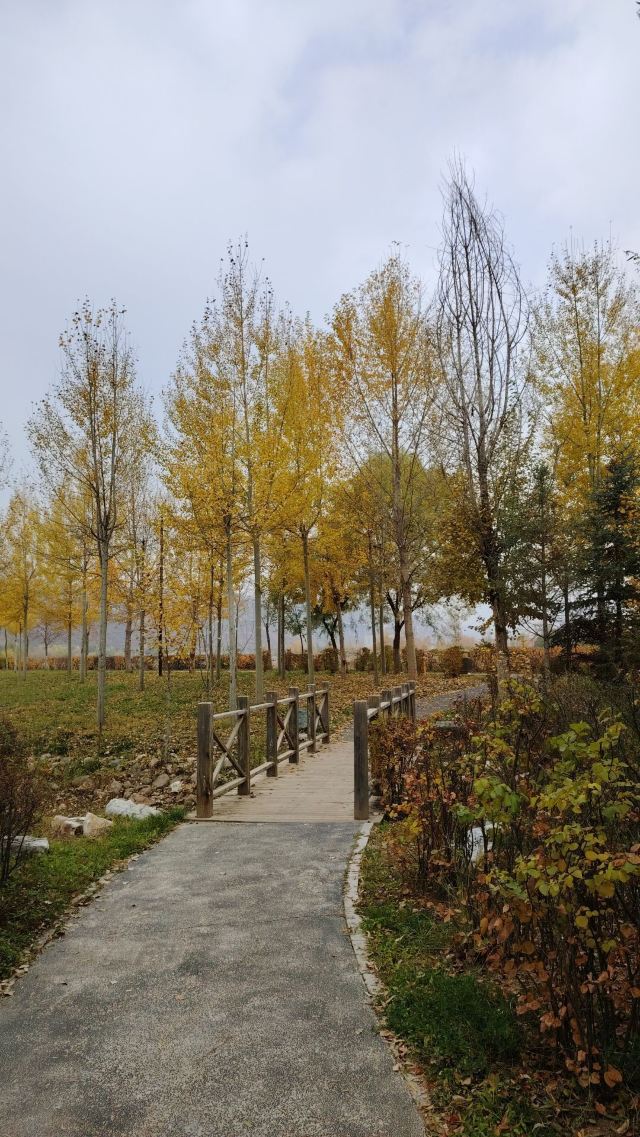平安心湿地公园旅行图片 8