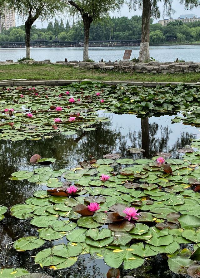 莫愁湖公园旅行图片 5
