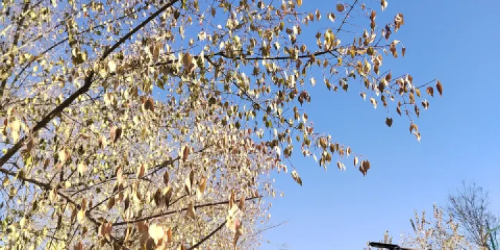 平安區體育公園