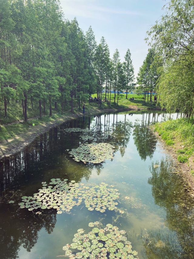 罗泾水源涵养林旅行图片 1
