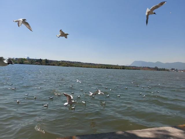 大观公园旅行图片 5