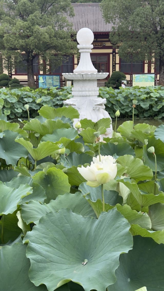 东林寺旅行图片 1
