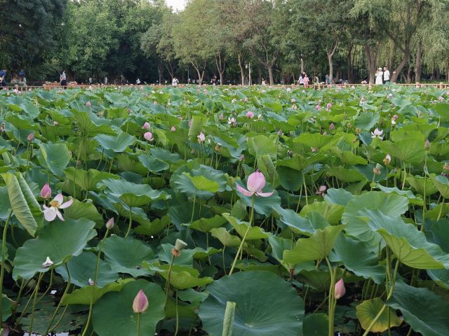 凉州植物园旅行图片 2
