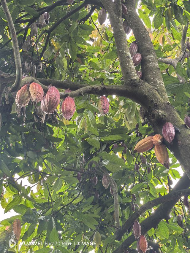 兴隆热带植物园旅行图片 3