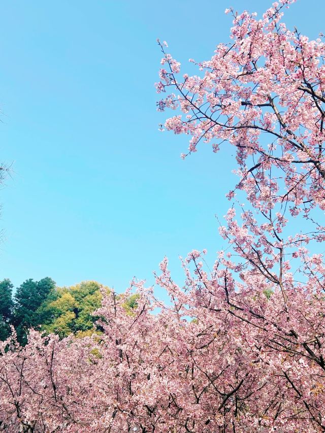 静安雕塑公园旅行图片 1