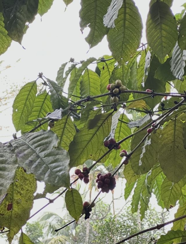兴隆热带植物园旅行图片 1