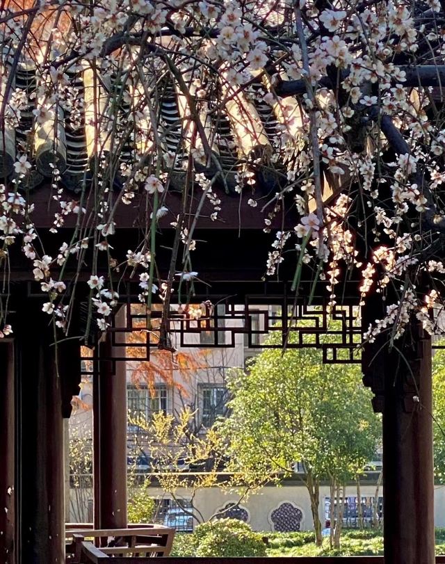 梅园公园旅行图片 5