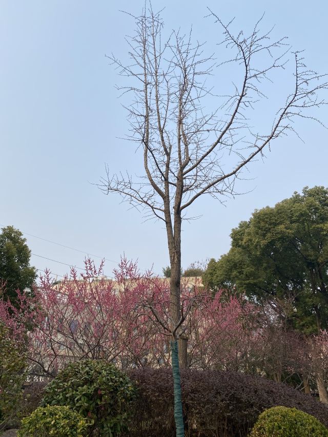 梅园公园旅行图片 9