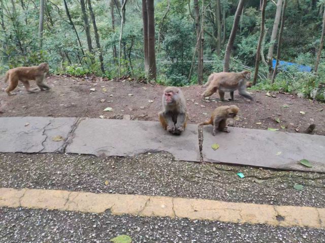 黔灵山公园旅行图片 3