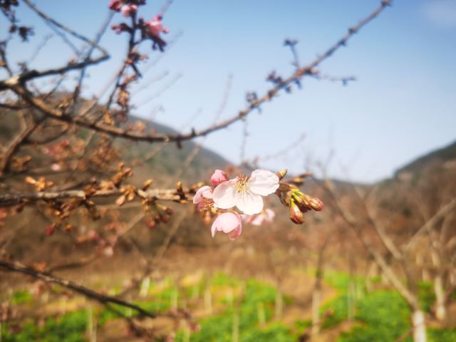 太浮山旅行图片 7