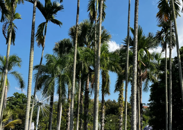 西双版纳南药园旅行图片 4