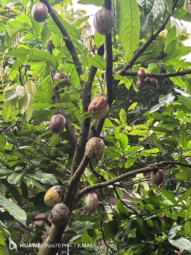 兴隆热带植物园旅行图片 4