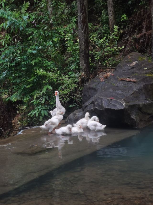 龙泉白云岩旅行图片 8