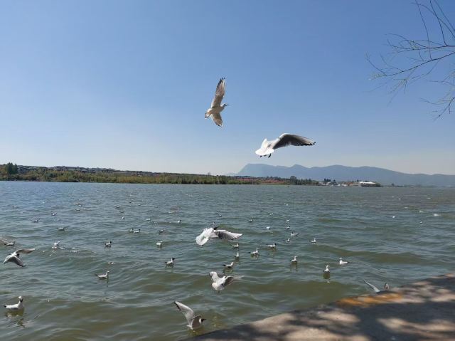 大观公园旅行图片 1