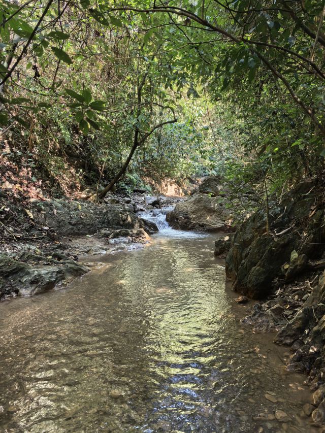 基诺山幽河谷雨林旅行图片 1