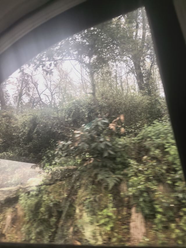 君山岛景区旅行图片 2