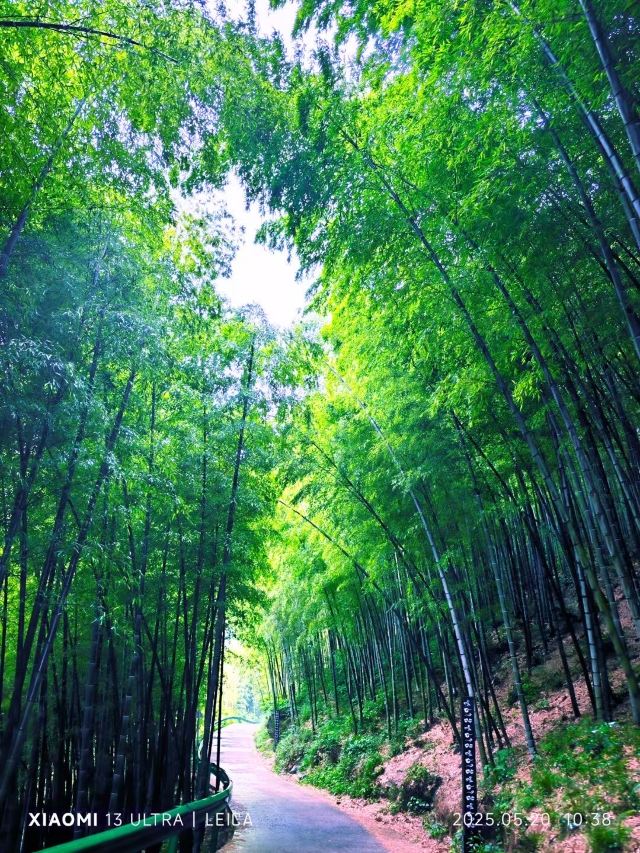 笄山竹海旅行图片 1