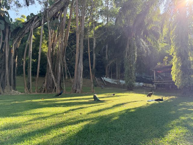 西双版纳独树成林景区旅行图片 4