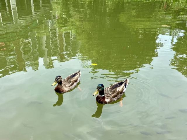 北滘公园旅行图片 1