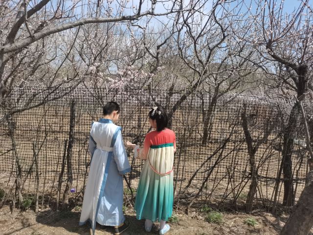 乌素图杏花谷旅行图片 2