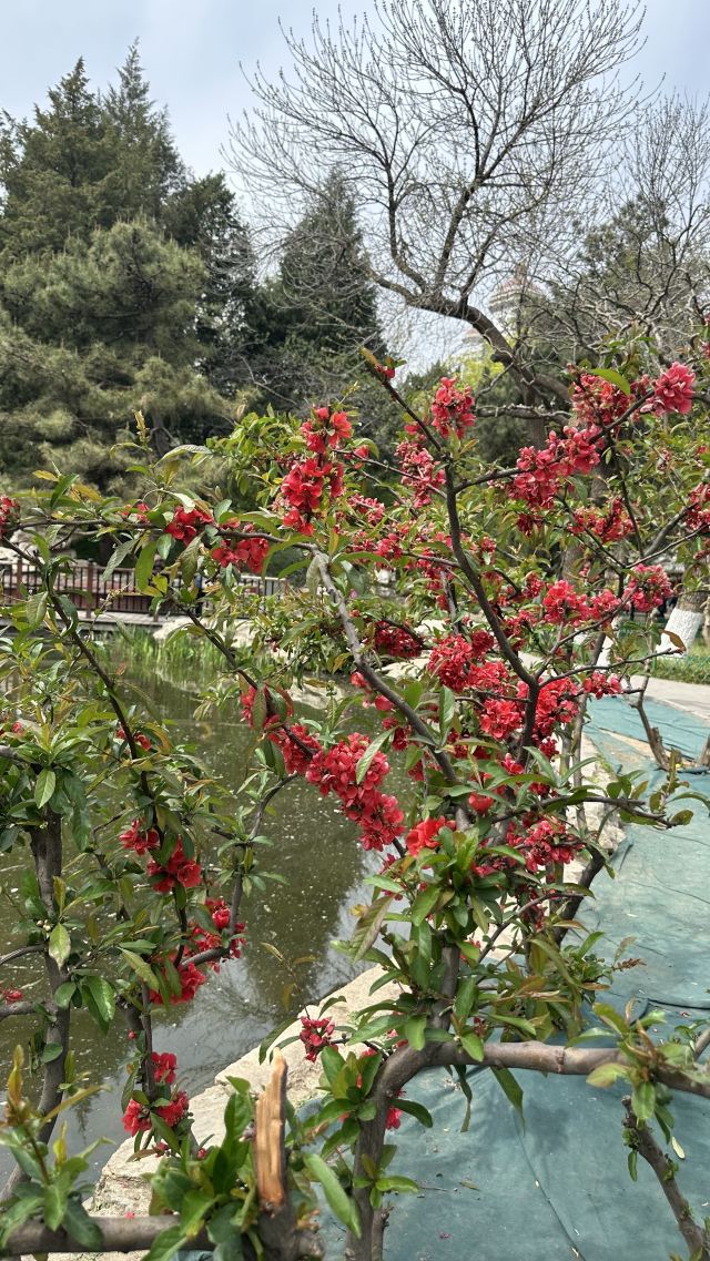 宣武艺园旅行图片 10