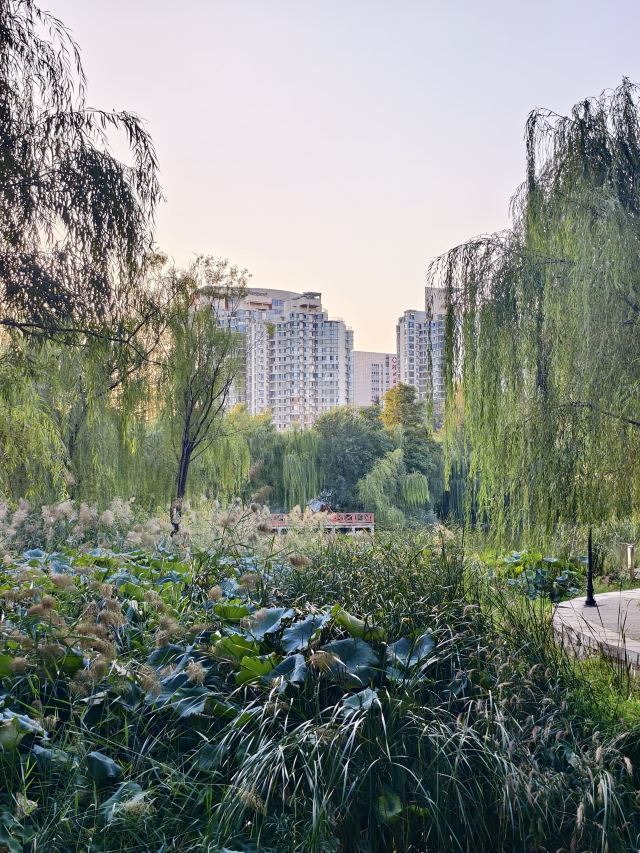 长安公园旅行图片 12
