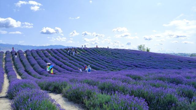 解忧公主薰衣草农场旅行图片 2