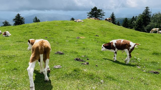 老秃顶草原景区(暂停开放)旅行图片 3