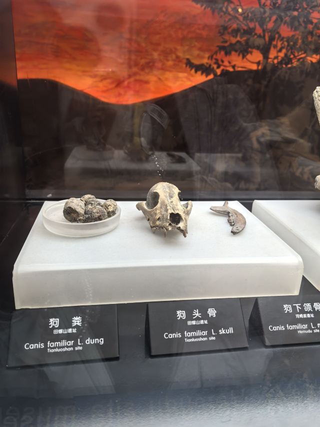 河姆渡遗址旅行图片 5
