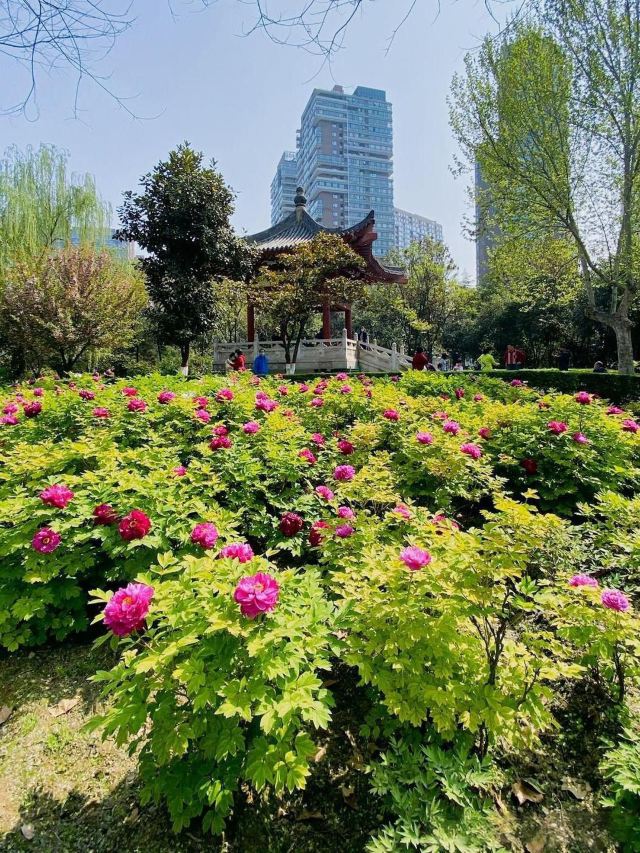 西安牡丹苑旅行图片 3
