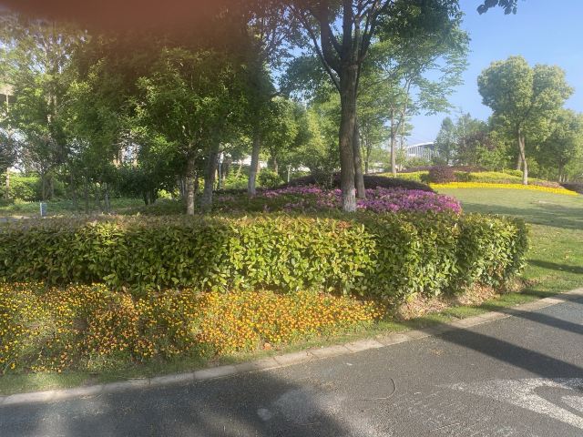 莘庄公园旅行图片 1