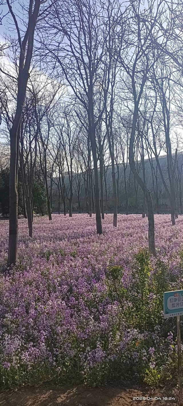 将府公园旅行图片 10