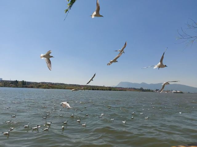 大观公园旅行图片 5