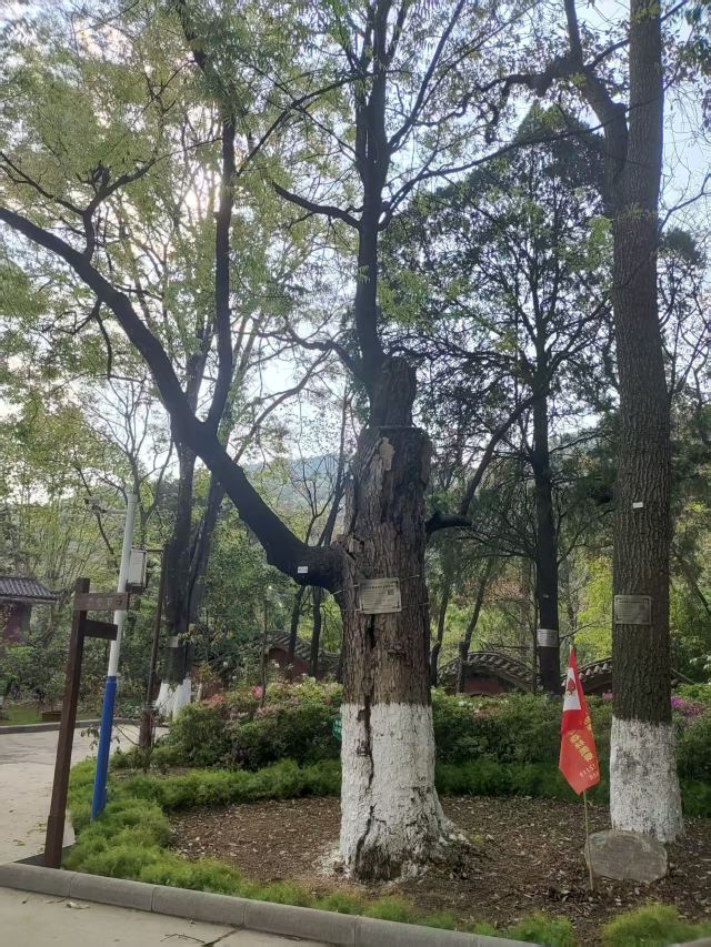 玉溪九龙池古建筑群-九龙宫旅行图片 5