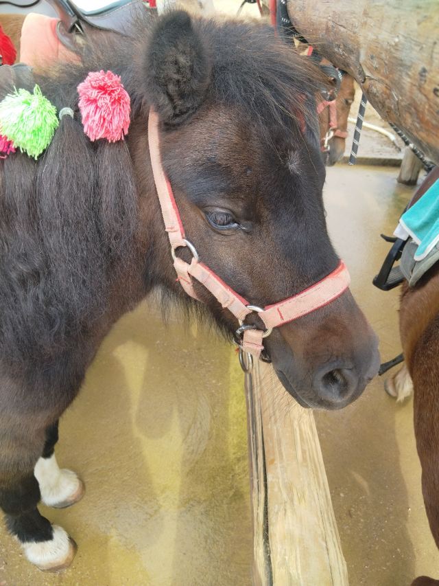 东北亚云端草原(暂停开放)旅行图片 2