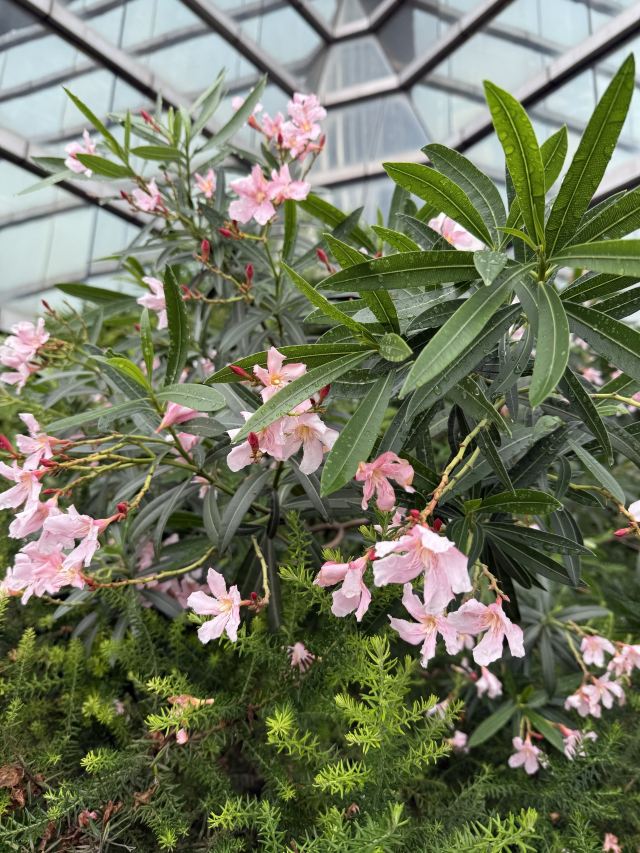 成都植物园旅行图片 2