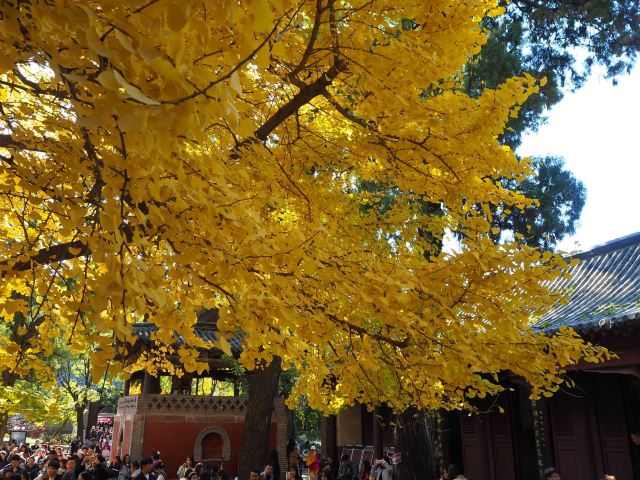 灵岩寺景区旅行图片 4