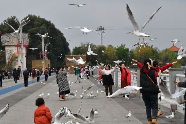 滇池海鸥观景点旅行图片 5