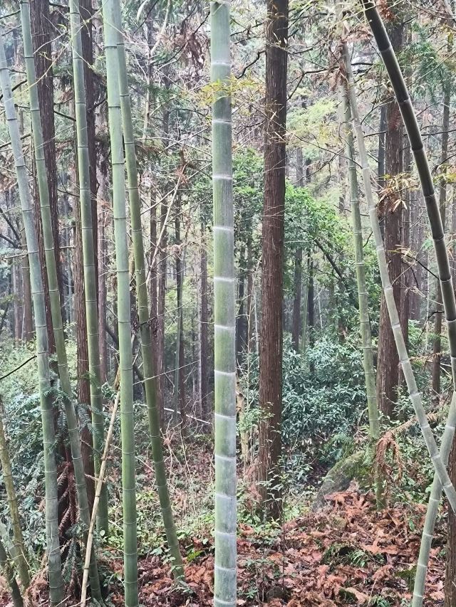 潜山国家森林公园旅行图片 14