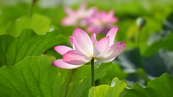 夏都公園